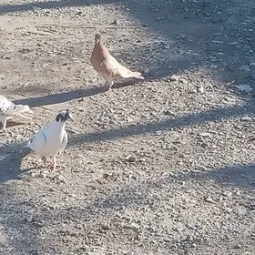 kepderi