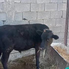 Göle