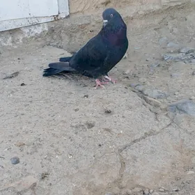 kepderi