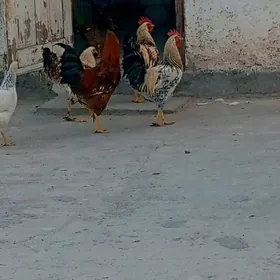 koraz