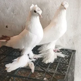 Kepderi