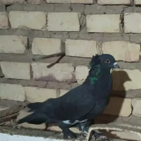 kepderi
