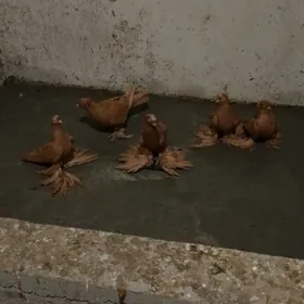kepderi