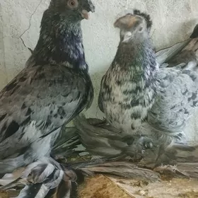 Kepderi