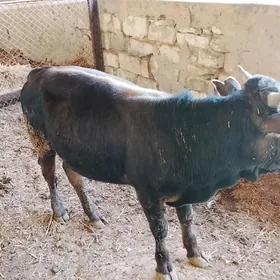 öküz