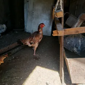 Taşkent towuk