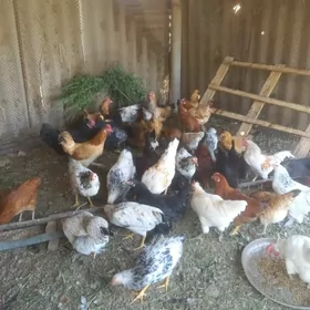 8 aýlyk towuk we horazlar