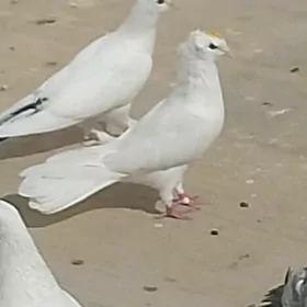 kepderi