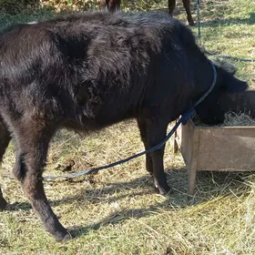 Tüwe