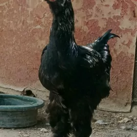 Brama horaz