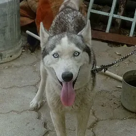 собаки чистокровные