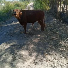 окиз