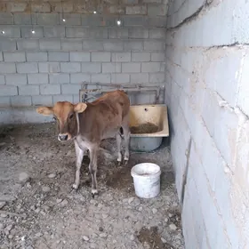 göle