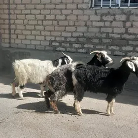 Geçi