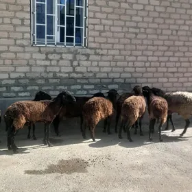 garakol goyun