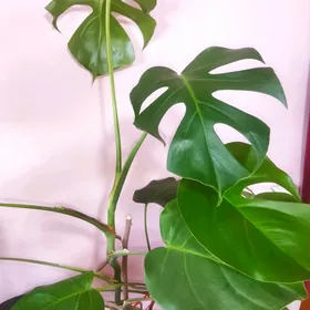 Монстера,Monstera gul