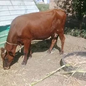 goleli sygyr