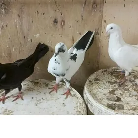 kepderi kepderi