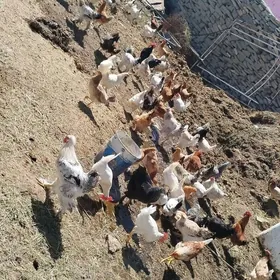 towuk horoz