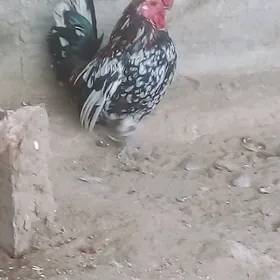 karlik