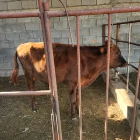 Okuzler
