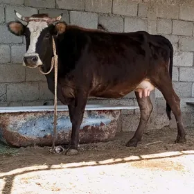 GÖLELİ SYGYR