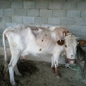 Göleli sygyr