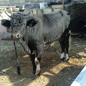 ökuz