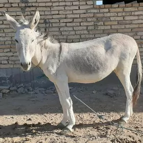 esek araba
