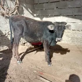 Öküzçe we Gaçar