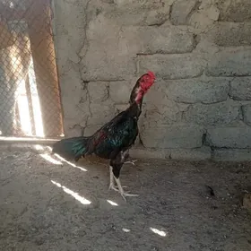 Taşkent