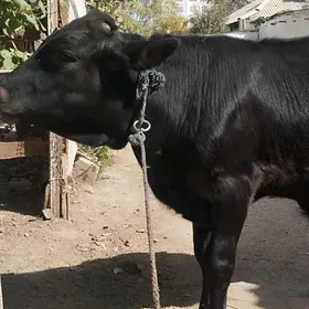 öküz