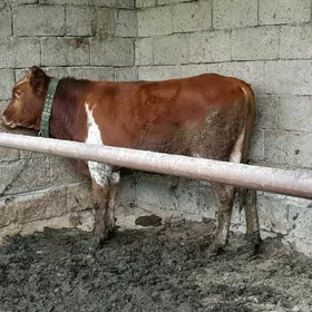 öküz