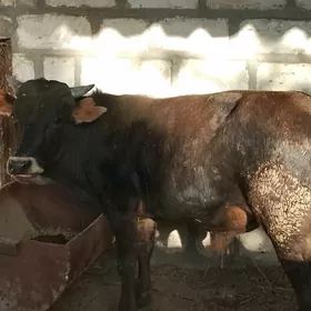 öküz