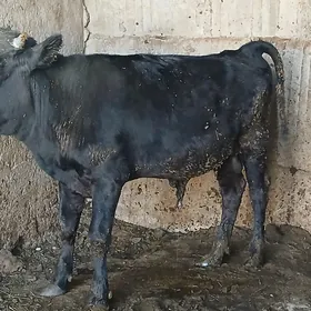 öküz