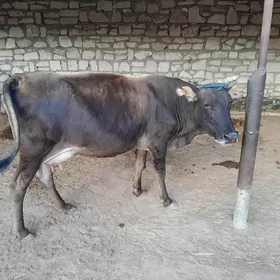 Goleli Sygyr