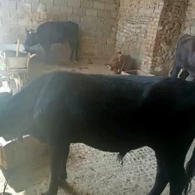 ökuz