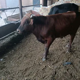 öküz