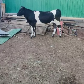 Gibirt tuwe