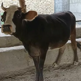 Tüwe