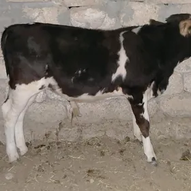 öküzçe