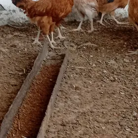 jüje