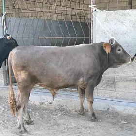 OKZLER 4 SANAK BAKYLAN