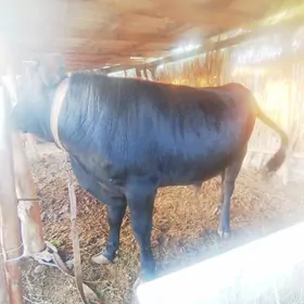 Okuzce
