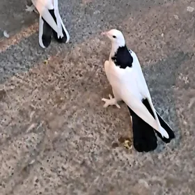 kepderi