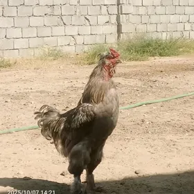 PARODA HOROZPARODA HOROZ