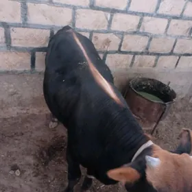 Öküz