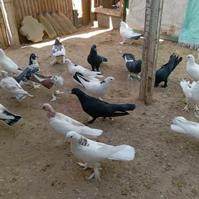 kepderi