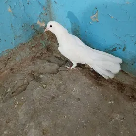 kepderi