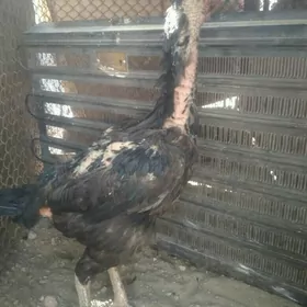 Taşkent maki